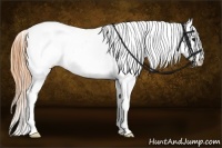 Horse Color:Buckskin Ice Roan Appaloosa