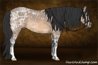 Horse Color:Buckskin Ice 