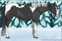 Horse Color:Black Splash Tobiano