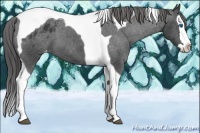 Horse Color:Black Splash Tobiano Appaloosa 
