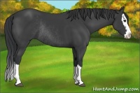 Horse Color:Black Sabino Splash Rabicano