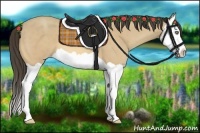 Horse Color:Amber Cream Champagne Splash 