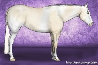 Horse Color:White Spotted Silver Buckskin Pearl Dun 