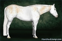 Horse Color:White Spotted Silver Amber Champagne Pearl Splash 