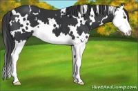 Horse Color:White Spotted Black Splash