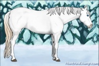 Horse Color:Chestnut Splash Tobiano Appaloosa 
