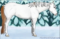 Horse Color:White Spotted Chestnut Tobiano 