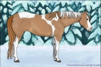 Horse Color:Chestnut Splash Tobiano