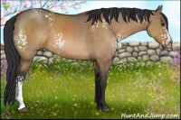 Horse Color:White Spotted Bay Dun Rabicano