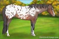 Horse Color:Bay Sabino Appaloosa Rabicano