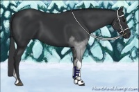 Horse Color:Black Sabino Tobiano Rabicano 