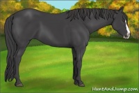 Horse Color:Smoky Black Sabino Splash Frame