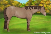 Horse Color:Classic Champagne Frame Rabicano 