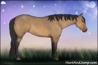 Horse Color:Bay Dun Sabino 