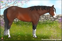 Horse Color:Bay Sabino Splash 