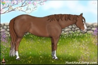 Horse Color:Chestnut Sabino Splash 