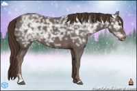 Horse Color:Liver Chestnut Ice Sabino 
