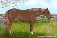 Horse Color:Chestnut Sabino 