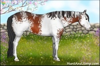 Horse Color:White Spotted Bay 