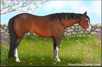Horse Color:Bay Sabino 