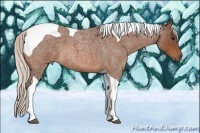 Horse Color:Silver Bay Roan Tobiano