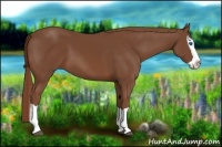 Horse Color:Chestnut Splash 
