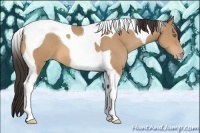 Horse Color:Amber Champagne Tobiano 