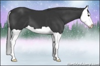 Horse Color:Black Splash 