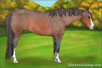 Horse Color:Bay Sabino Appaloosa 