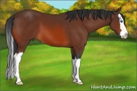 Horse Color:Bay Sabino Splash 