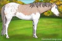 Horse Color:Bay Sabino Splash Appaloosa Rabicano 