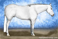 Horse Color:Gray Silver Grullo Splash Tobiano Appaloosa