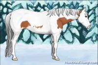 Horse Color:Bay Splash Tobiano 
