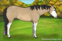 Horse Color:Bay Dun Sabino Splash 