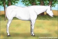 Horse Color:Brown Roan Appaloosa 
