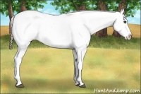 Horse Color:Brown Appaloosa 