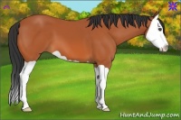 Horse Color:Bay Splash 