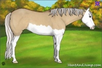 Horse Color:Silver Bay Dun Splash 