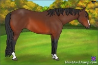 Horse Color:Bay Sabino 