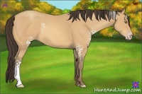 Horse Color:White Spotted Amber Champagne 