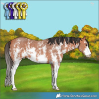 Horse Color:Bay Sabino 