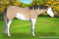 Horse Color:Amber Cream Champagne Sabino Splash 
