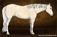Horse Color:Silver Amber Cream Champagne Ice Sabino Splash Frame 