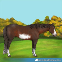 Horse Color:Liver Chestnut Sabino Splash Frame 