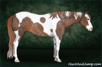 Horse Color:Liver Chestnut Splash Tobiano 