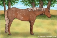 Horse Color:Unknown 