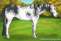 Horse Color:White Spotted Smoky Black Sabino 