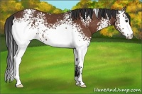 Horse Color:White Spotted Bay Rabicano
