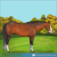 Horse Color:Brown Splash