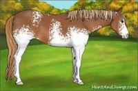 Horse Color:White Spotted Chestnut 